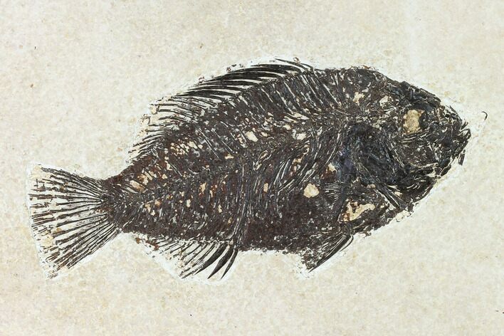 Bargain, Fossil Fish (Cockerellites) - Wyoming #144164